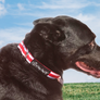 I Luv My Mutt Collar (M)