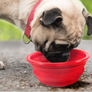 I Luv My Mutt Collapsible Travel Bowl